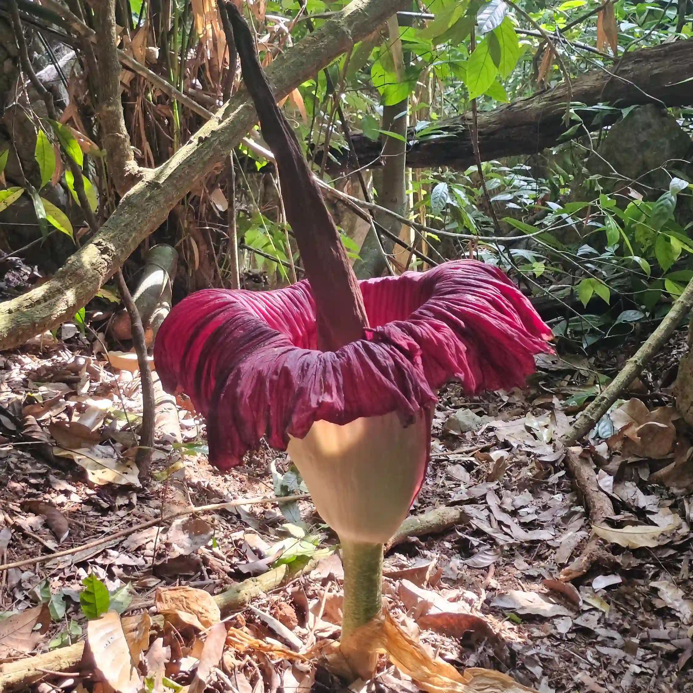 Amorphophallus Titanum Corpse Flower Bukit Lawang