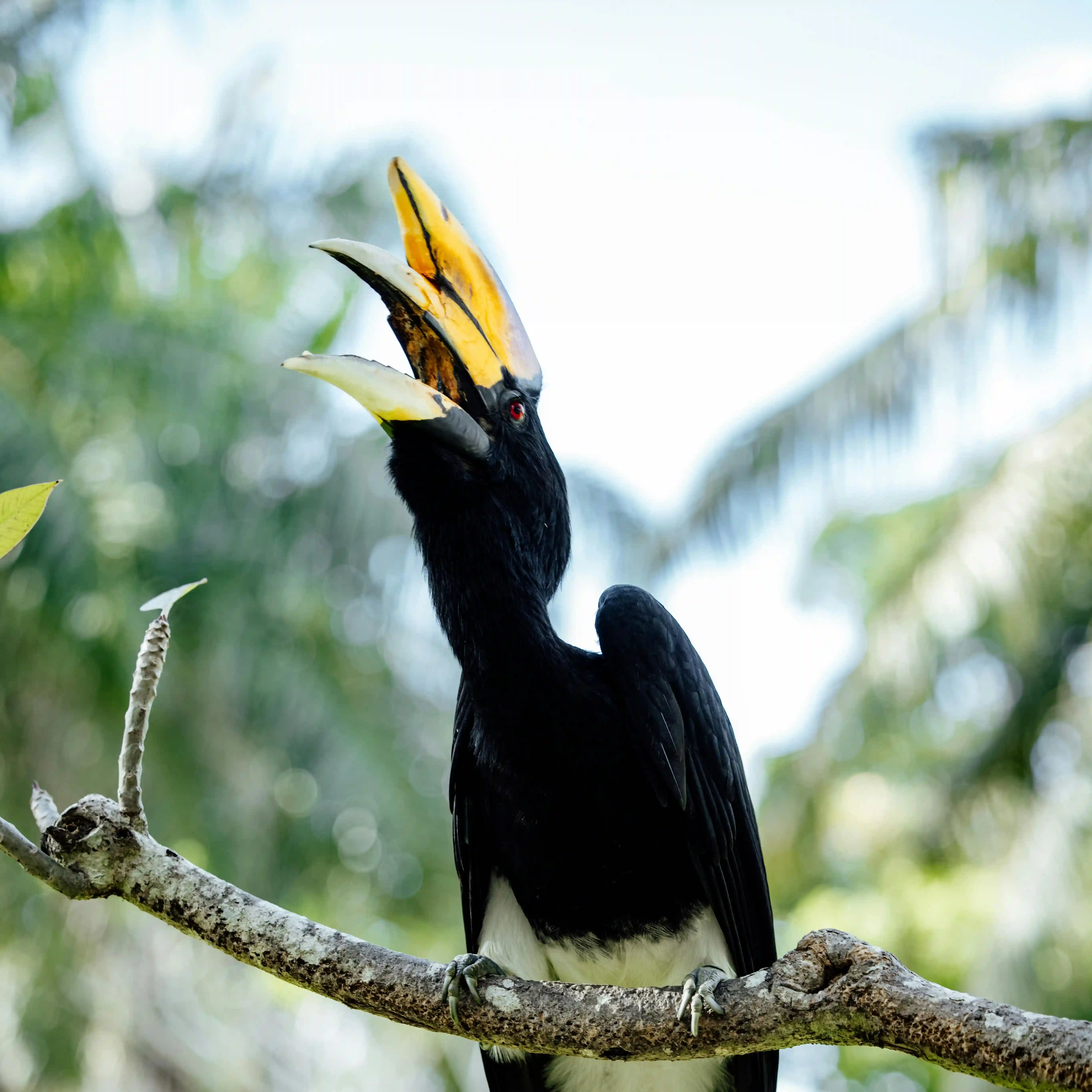 Hornbill bird Bukit Lawang rainforest
