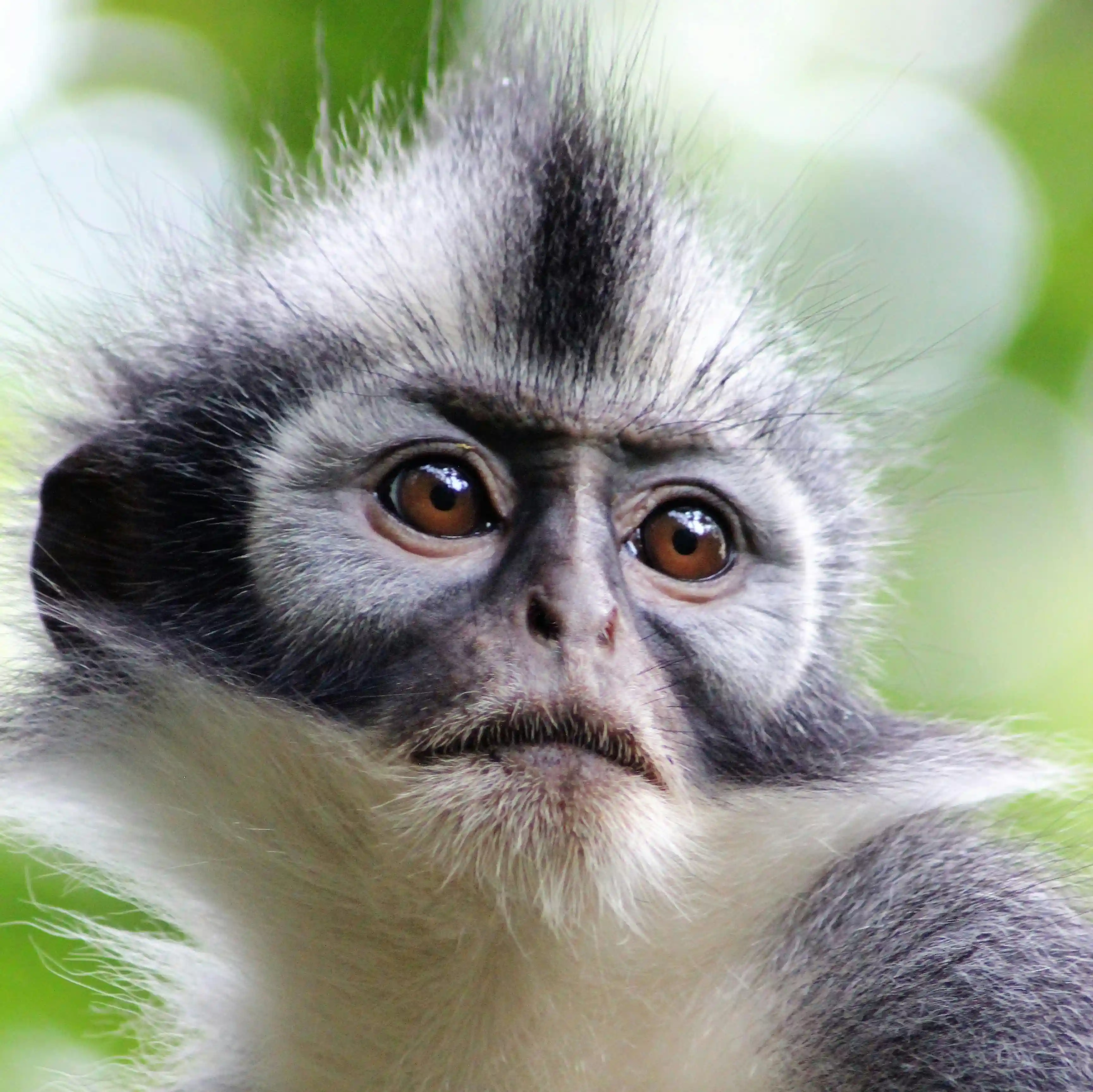 Thomas leaf monkey Bukit Lawang jungle