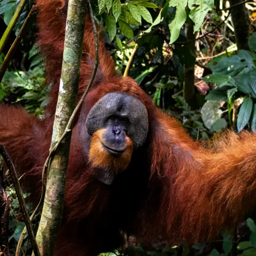 Wild orangutan in jungle canopy Bukit Lawang