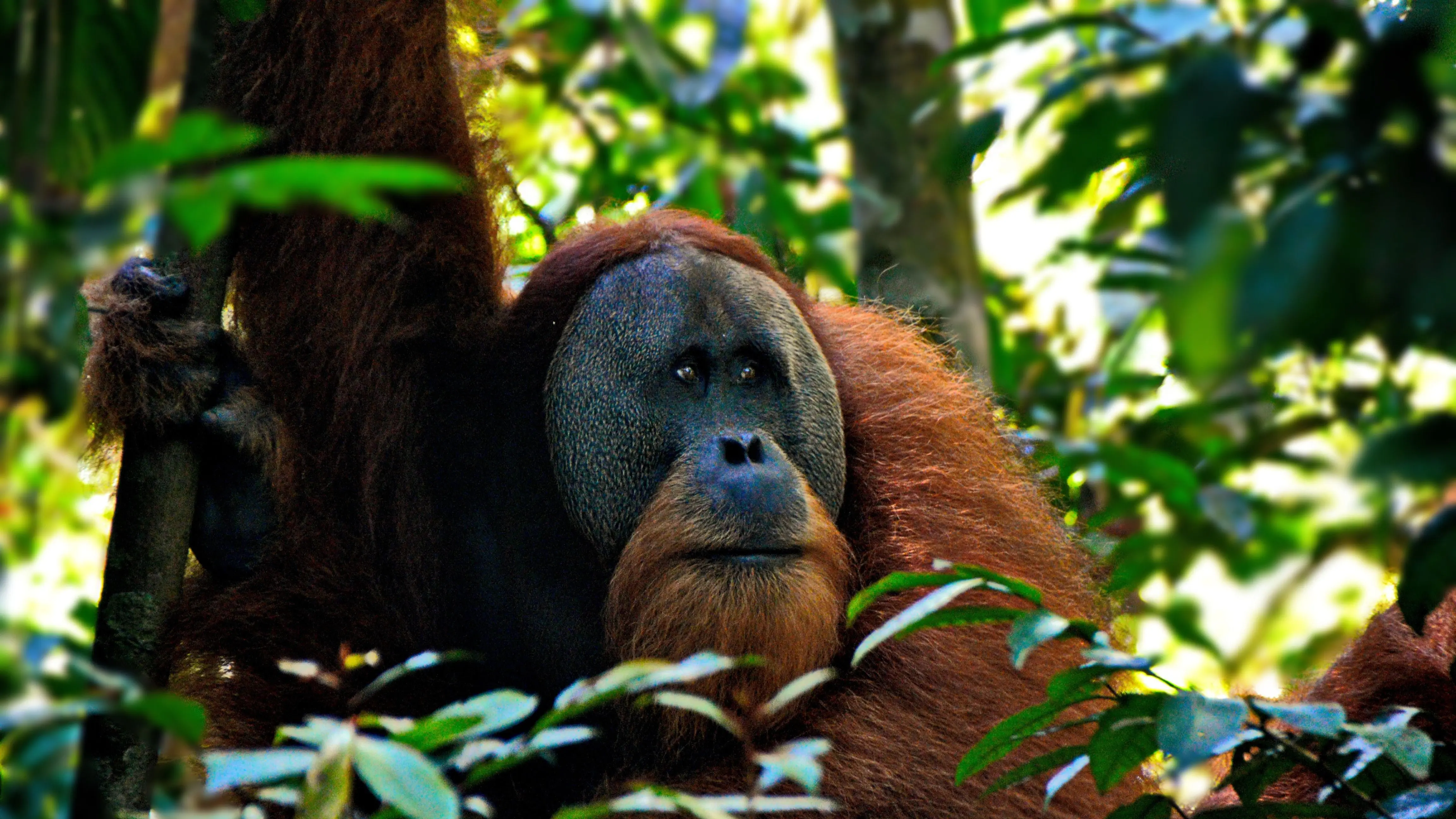 Wild male orangutan in Bukit Lawang rainforest Sumatra