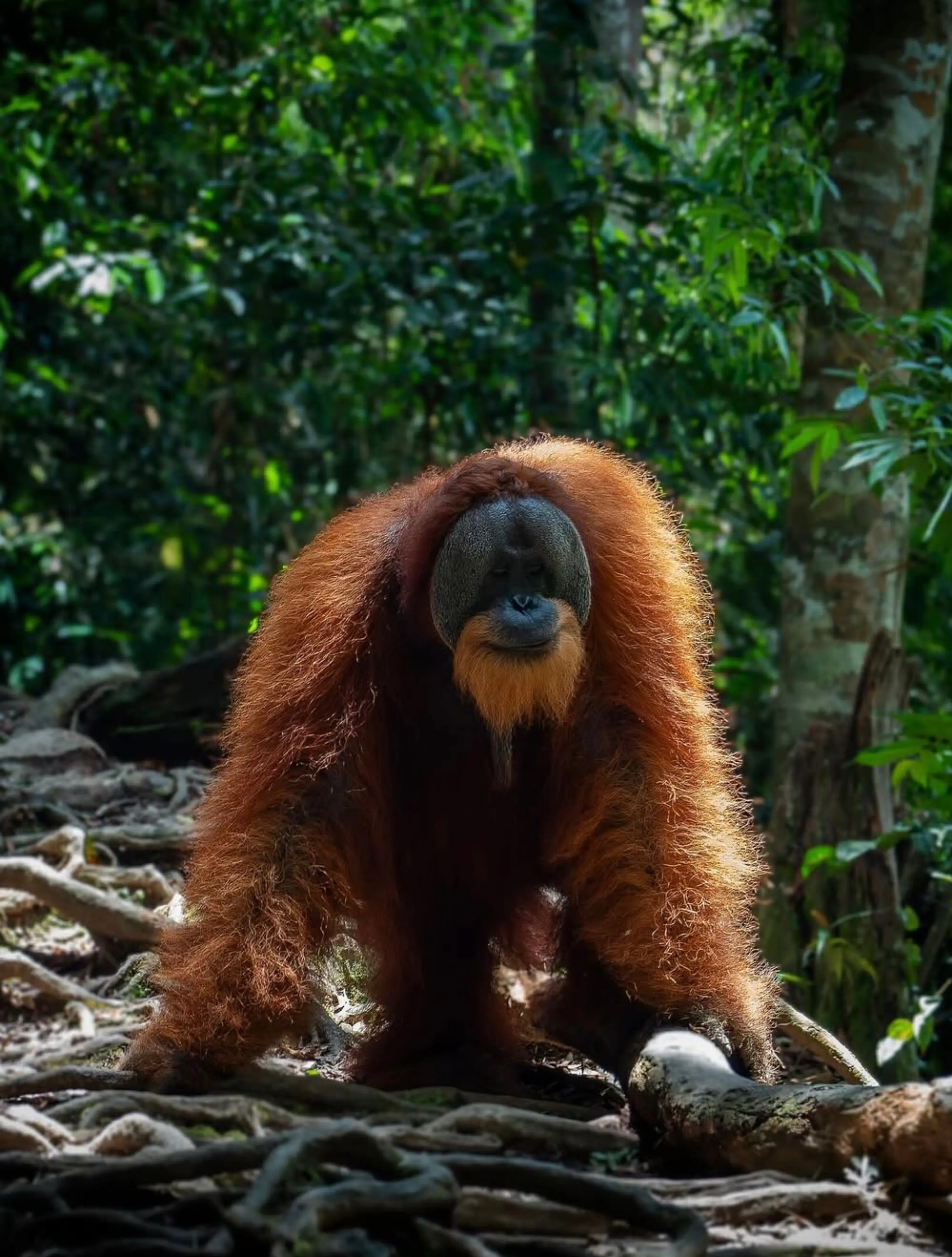 Sumatran orangutan on jungle floor Bukit Lawang